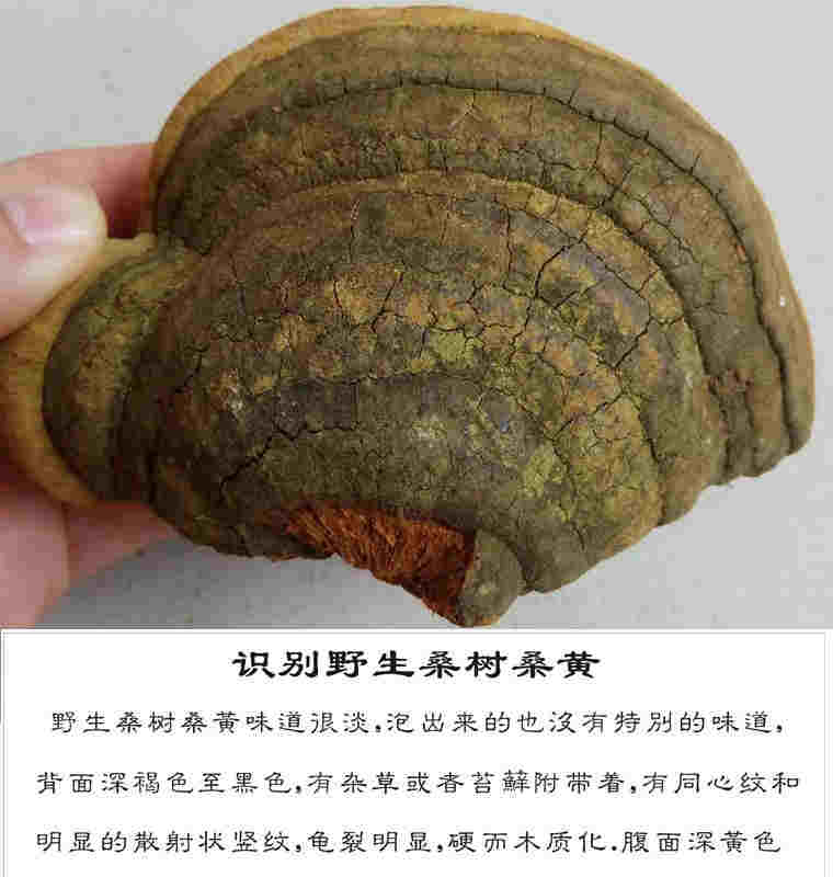 如皋桑黃種植基地豐禾堂