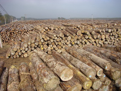 進口原木木材清關流程